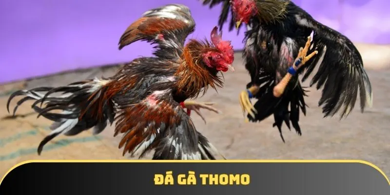 da ga thomo avt