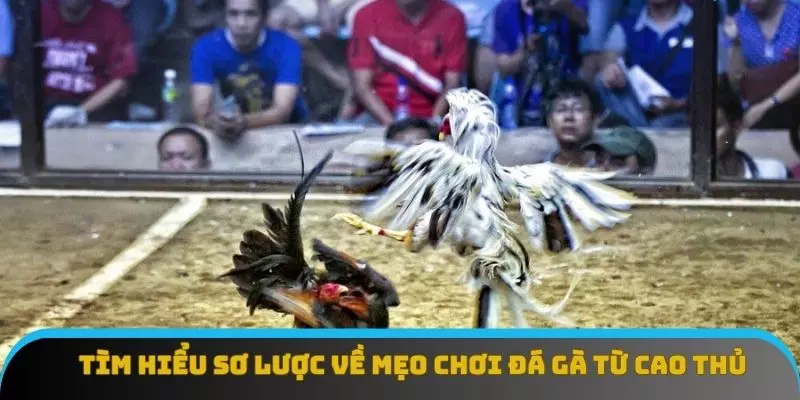 Tìm hiểu sơ lược về mẹo chơi đá gà từ cao thủ